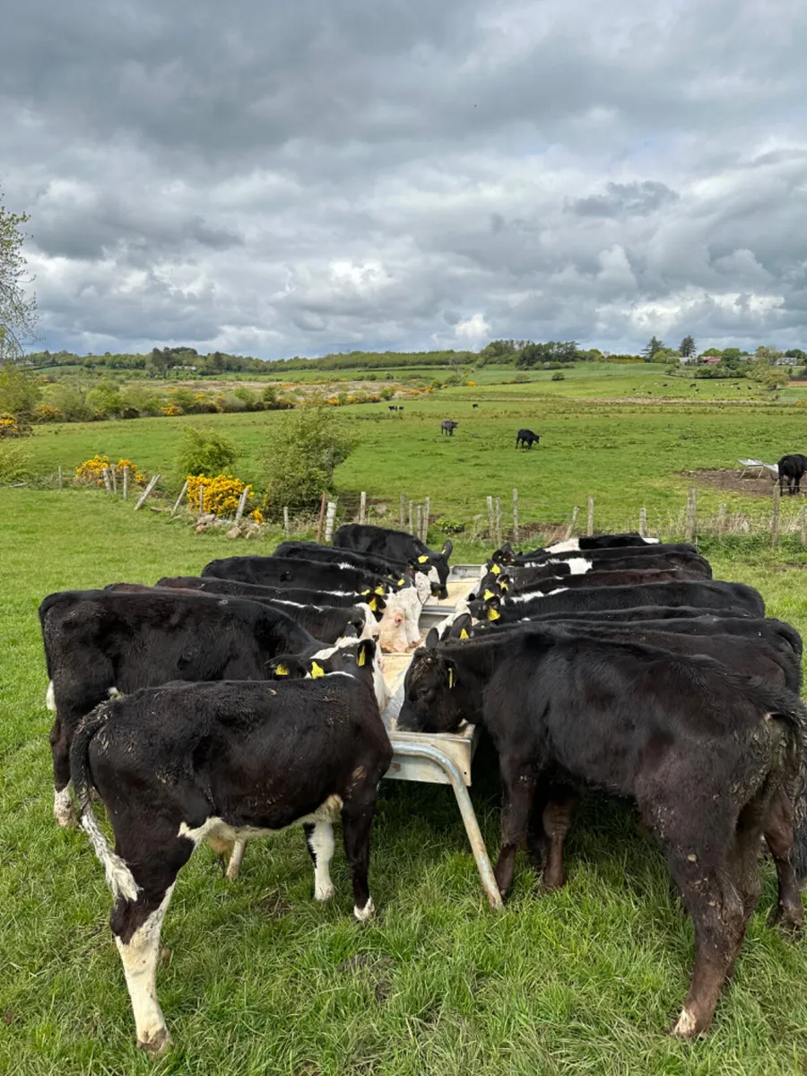 Hereford and Angus bulls - Image 3