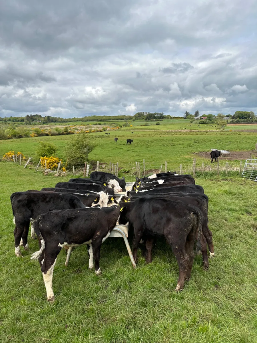 Hereford and Angus bulls - Image 1
