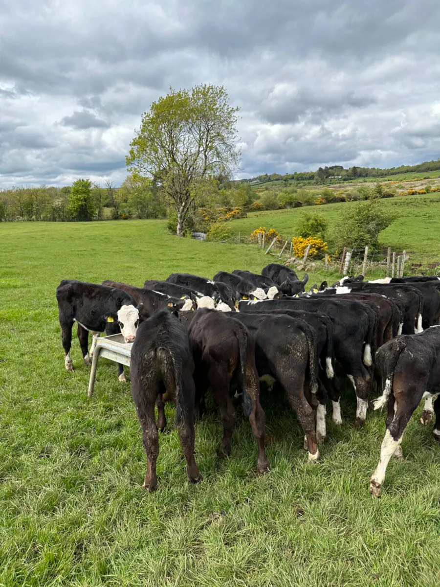 Hereford and Angus bulls - Image 4