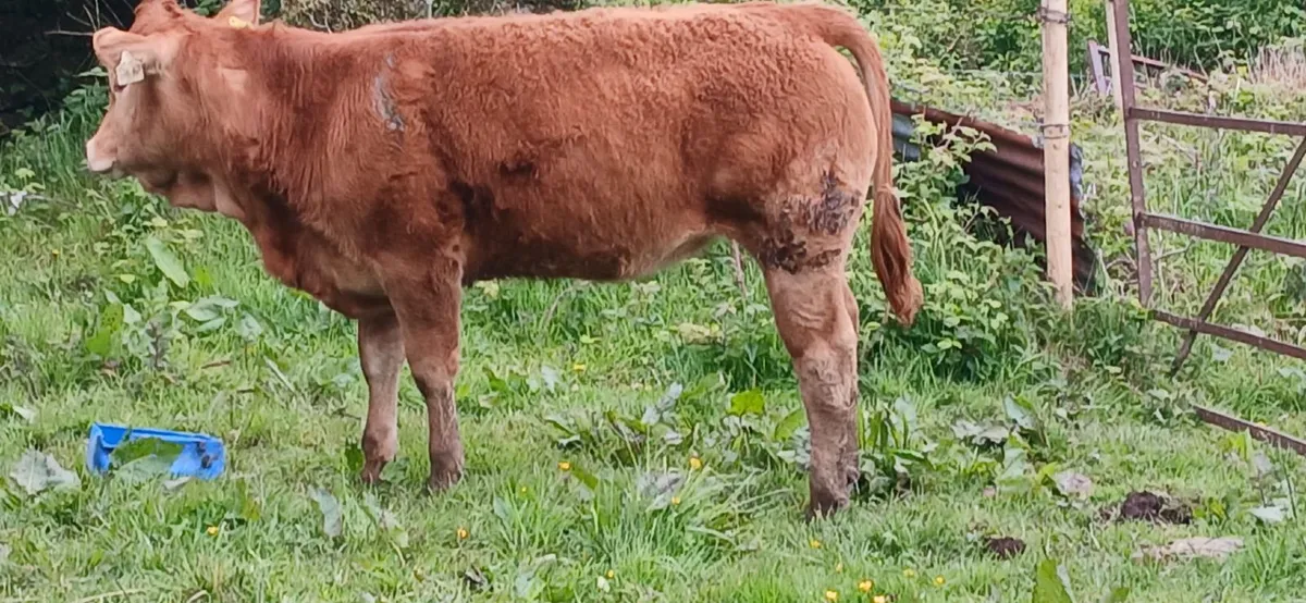 Two Weanlings for sale - Image 2