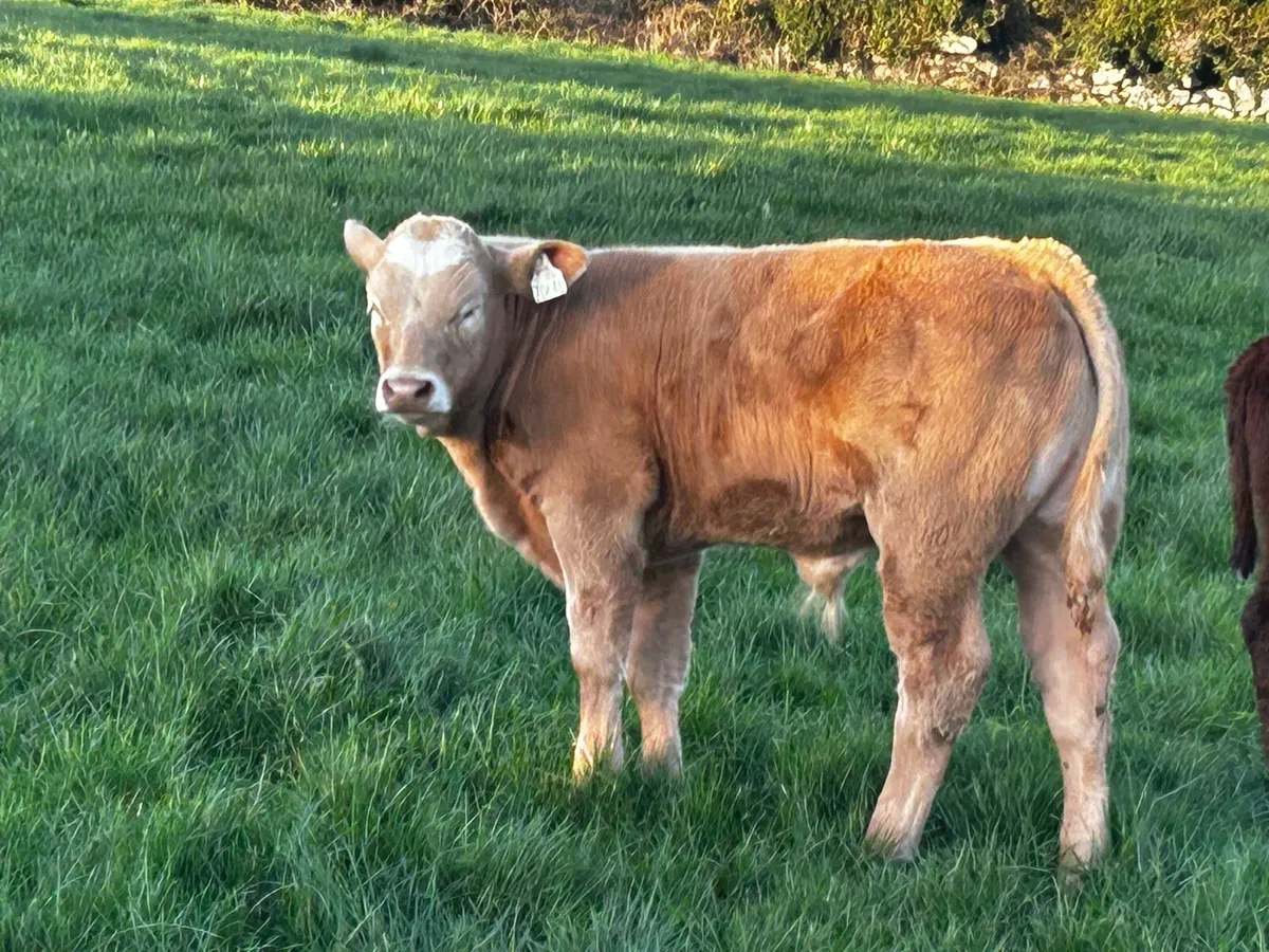 Bull - Image 2