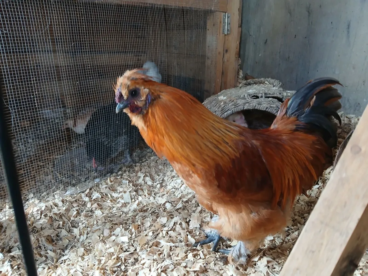Beautiful 6 Month Old Roosters - Image 1