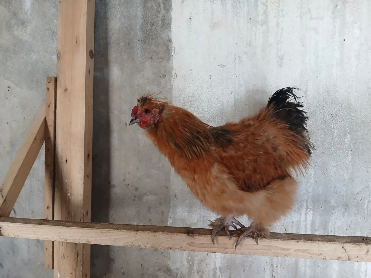 Beautiful 6 Month Old Roosters - Image 2