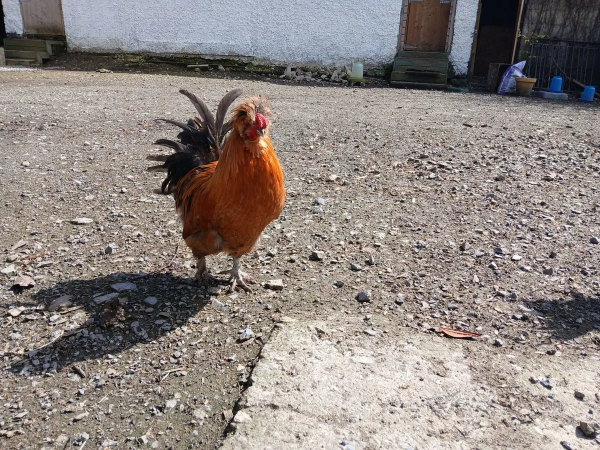 Beautiful 6 Month Old Roosters - Image 3