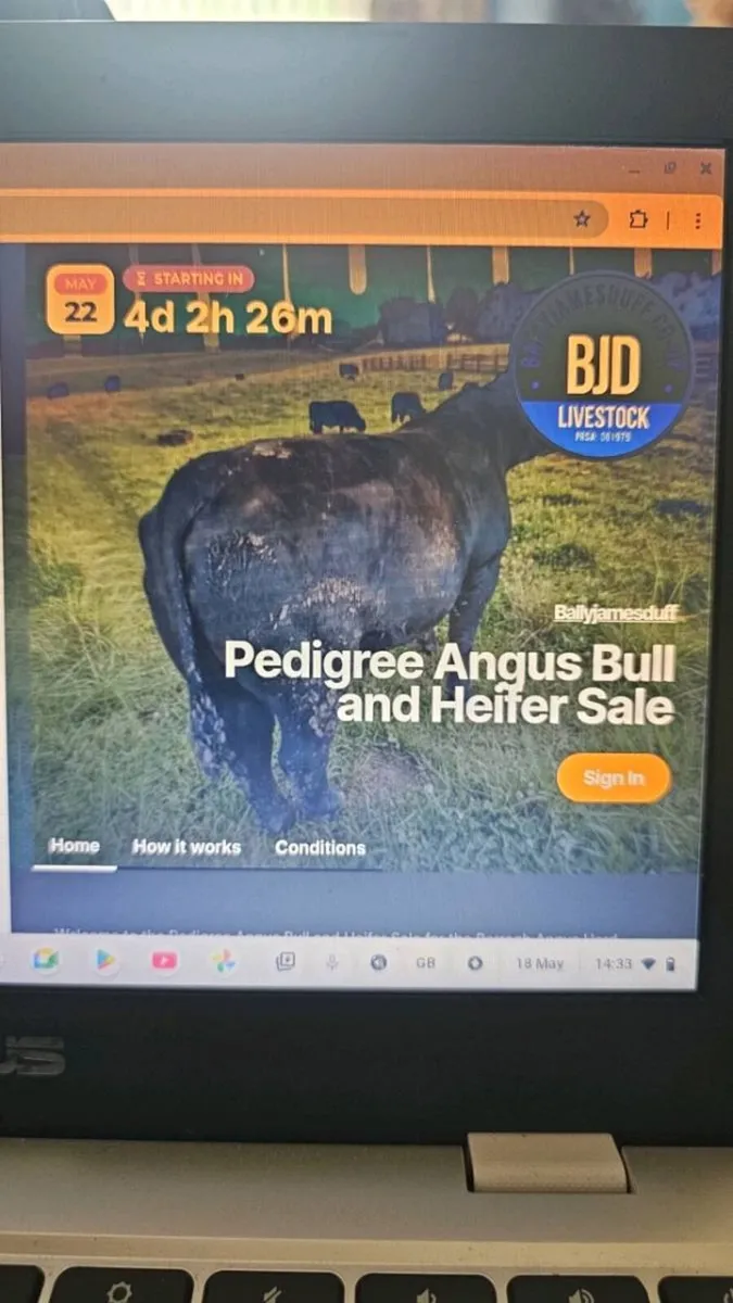 Barragh Pedigree Angus Stock Reduction Sale