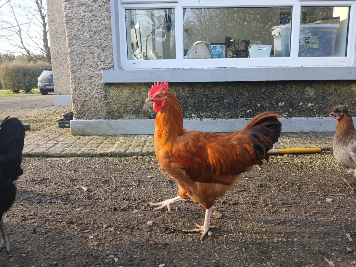Beautiful 6 Month Old Roosters - Image 4