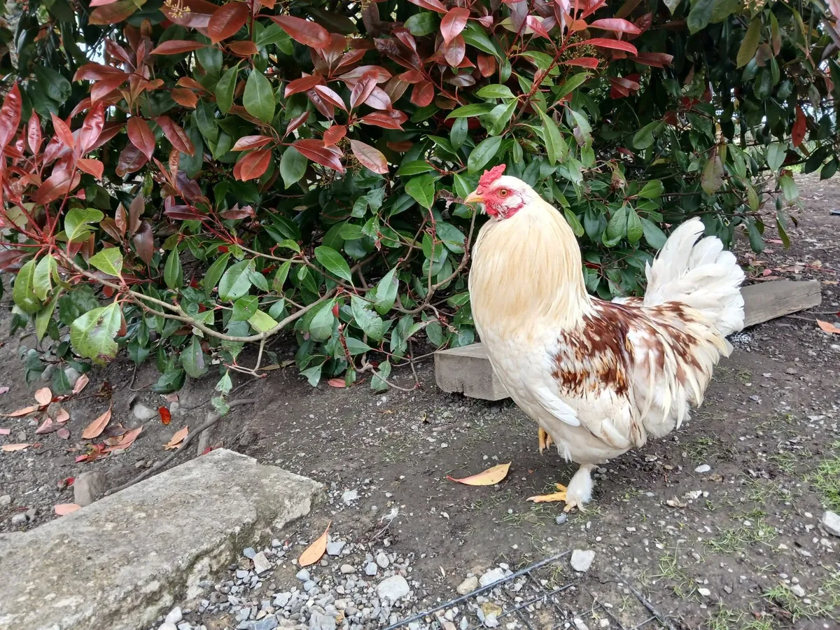 Beautiful 6 Month Old Roosters - Image 4