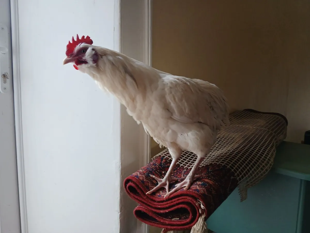 Beautiful 8 Month Old Bantam Roosters - Image 4