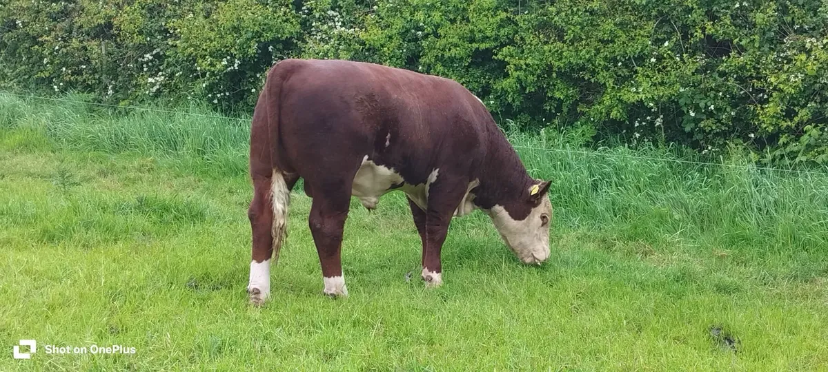 PBR Hereford Bull - Image 1