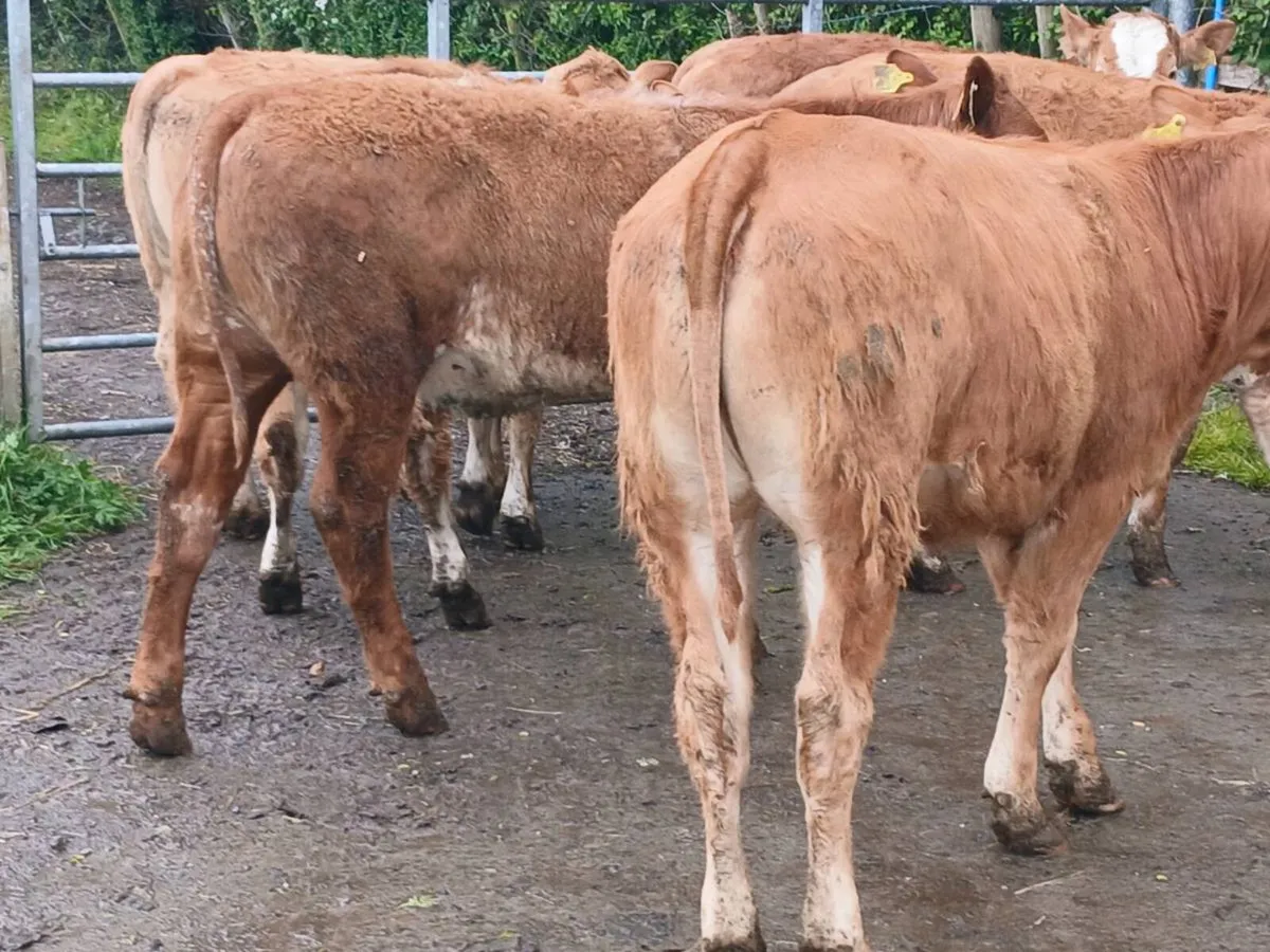 6 smashing LMX Heifer's for sale - Image 2