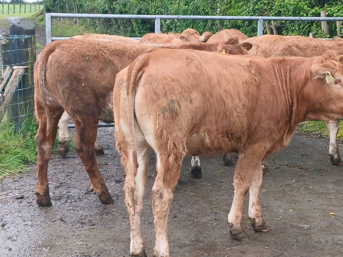 6 smashing LMX Heifer's for sale - Image 3