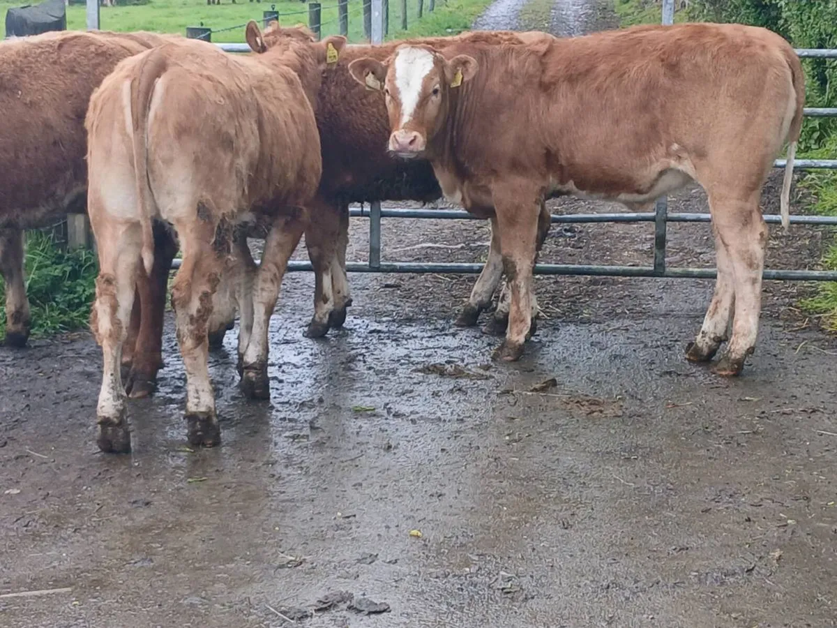 6 smashing LMX Heifer's for sale - Image 4