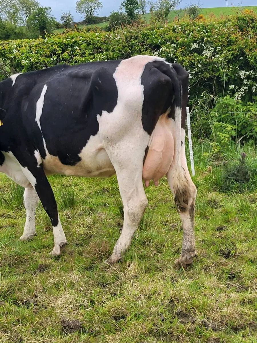 Cow to suck calves - Image 2