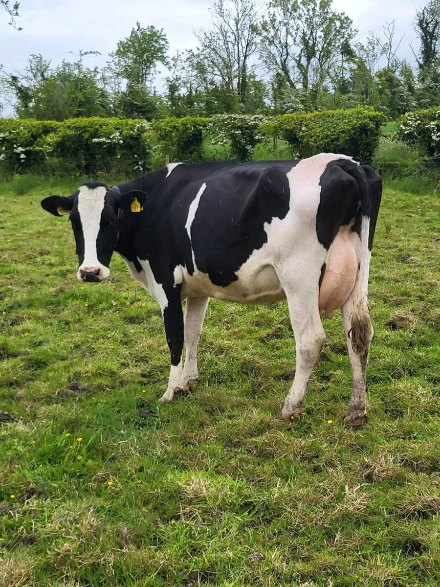 Cow to suck calves - Image 3
