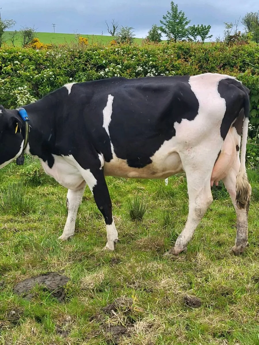 Cow to suck calves - Image 4