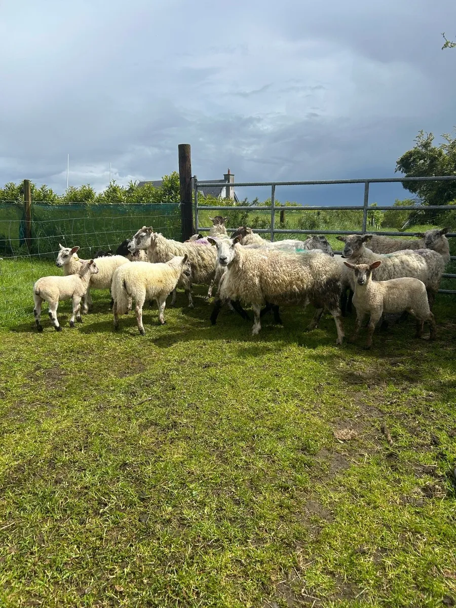 8 ewes with 12 lambs - Image 1