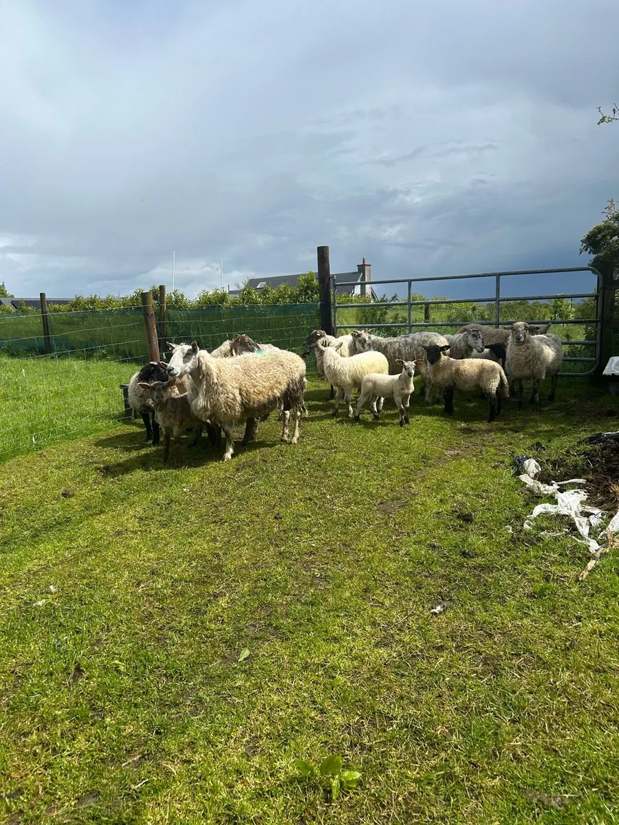 8 ewes with 12 lambs - Image 3