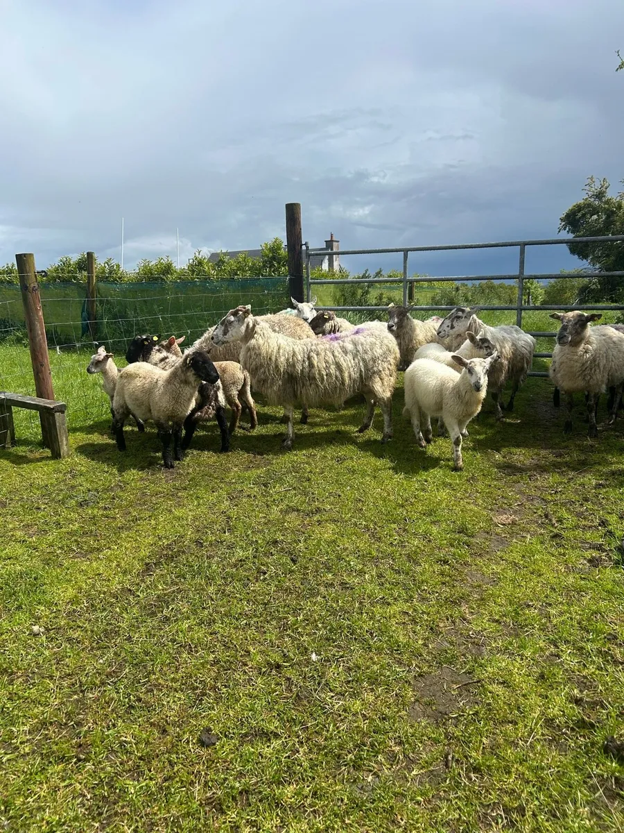 8 ewes with 12 lambs - Image 2