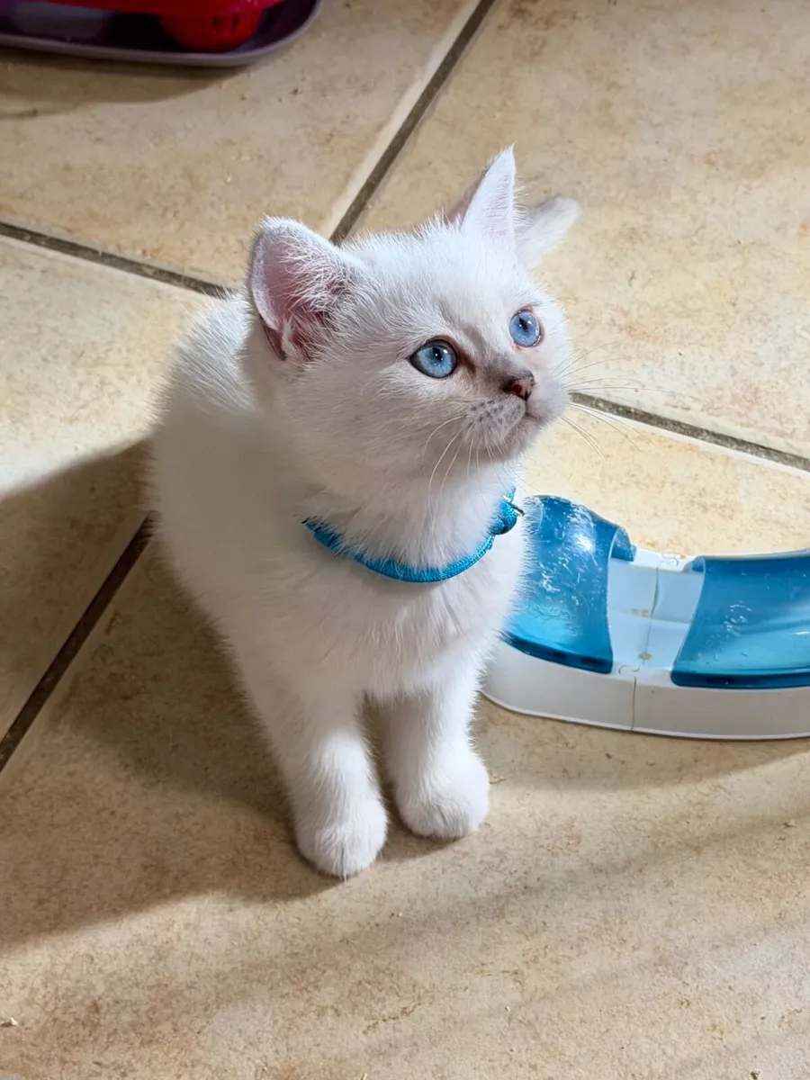 Pedigree British Shorthair & Longhair Kittens - Image 1