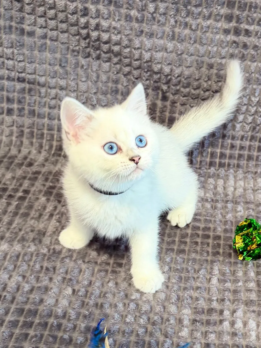 Pedigree British Shorthair & Longhair Kittens - Image 2