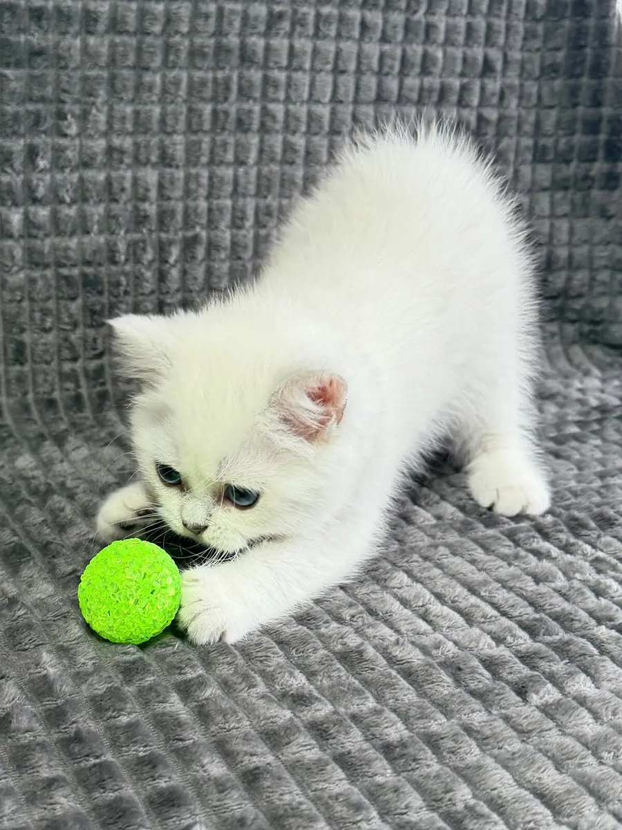 Pedigree British Shorthair & Longhair Kittens - Image 3