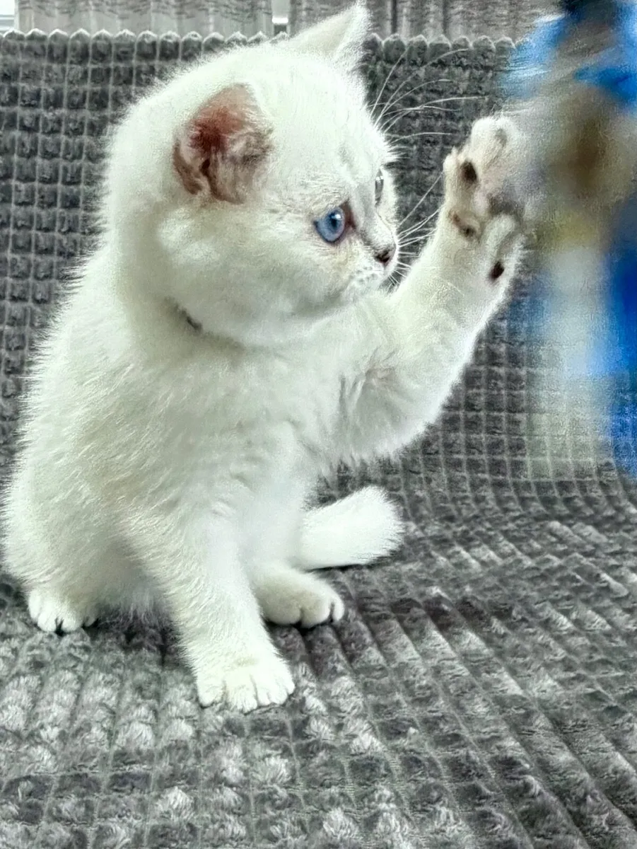 Pedigree British Shorthair & Longhair Kittens - Image 4