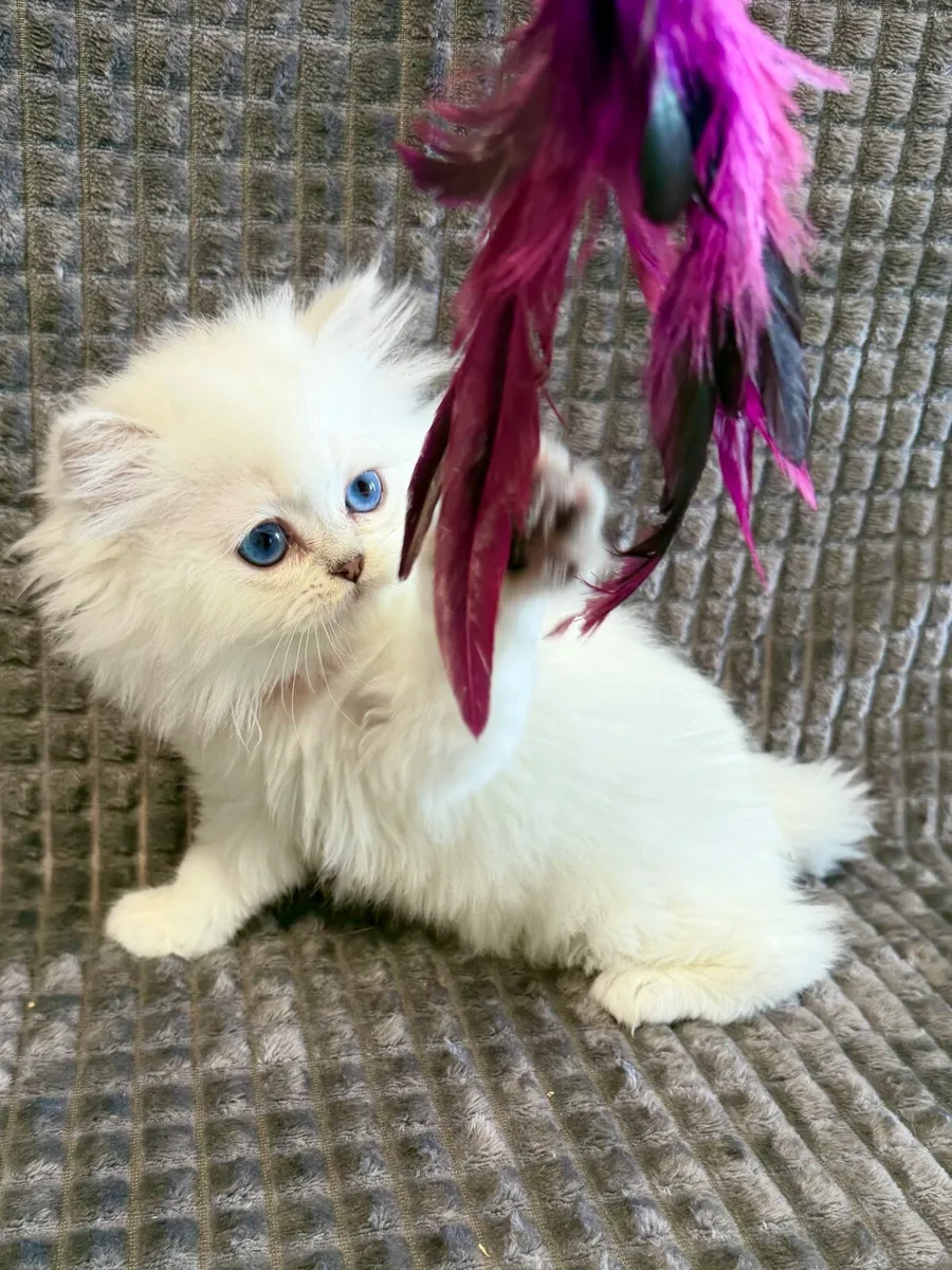 Gorgeous British SH & British LH Kittens - Image 1