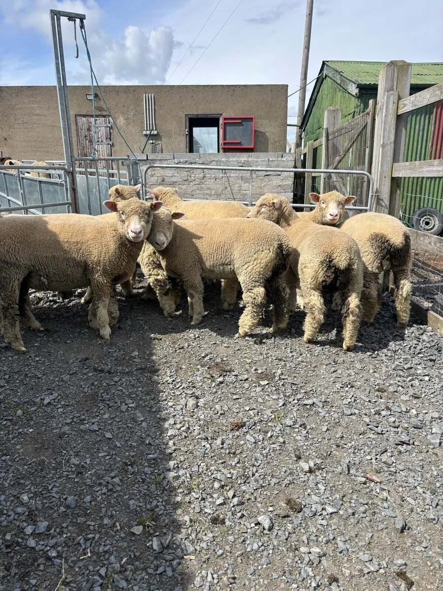 dorset ewe lambs - Image 1