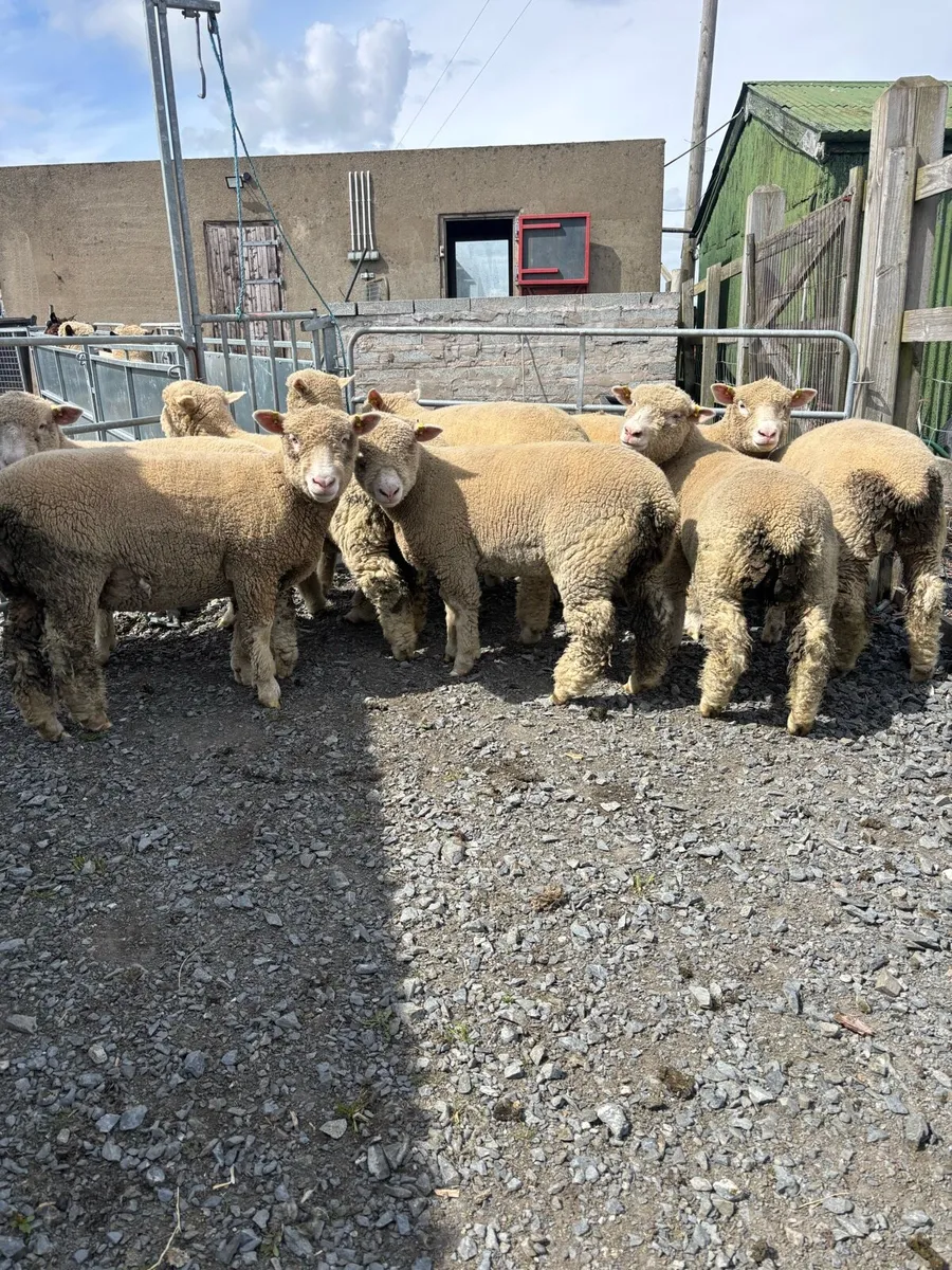 dorset ewe lambs - Image 2