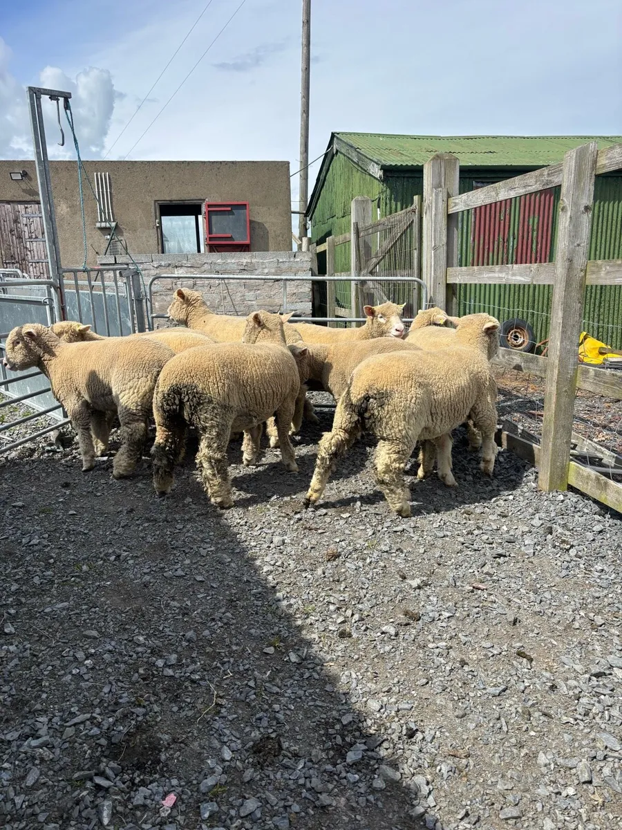 dorset ewe lambs - Image 3