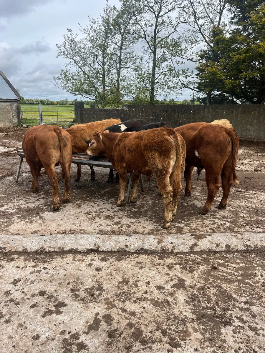 7 bullocks - Image 1