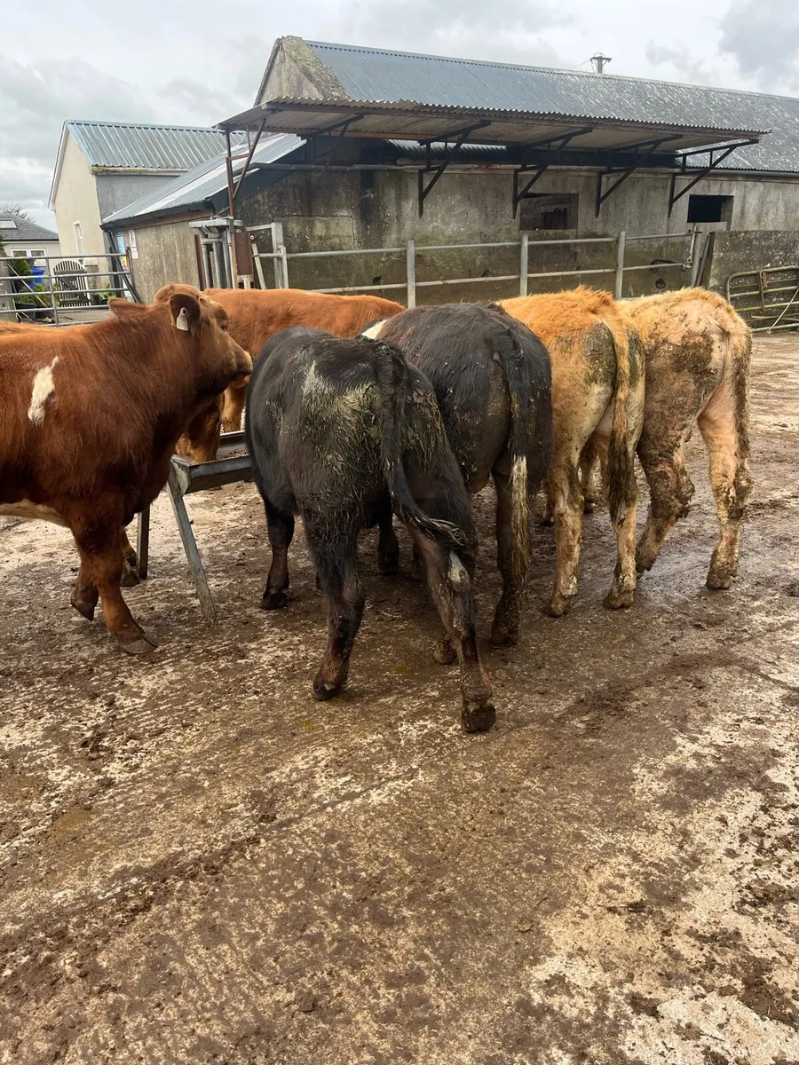 7 bullocks - Image 2