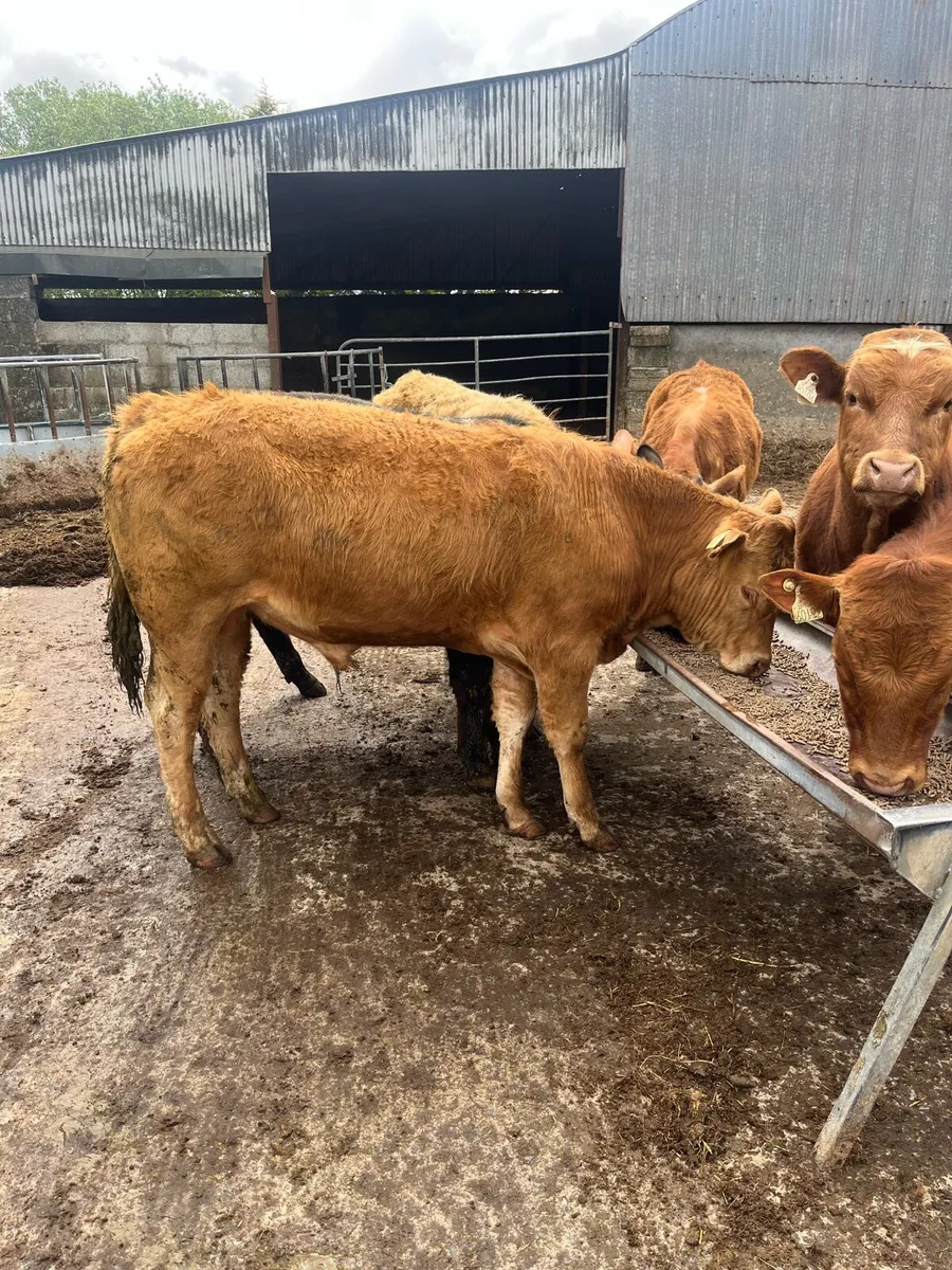 7 bullocks - Image 4