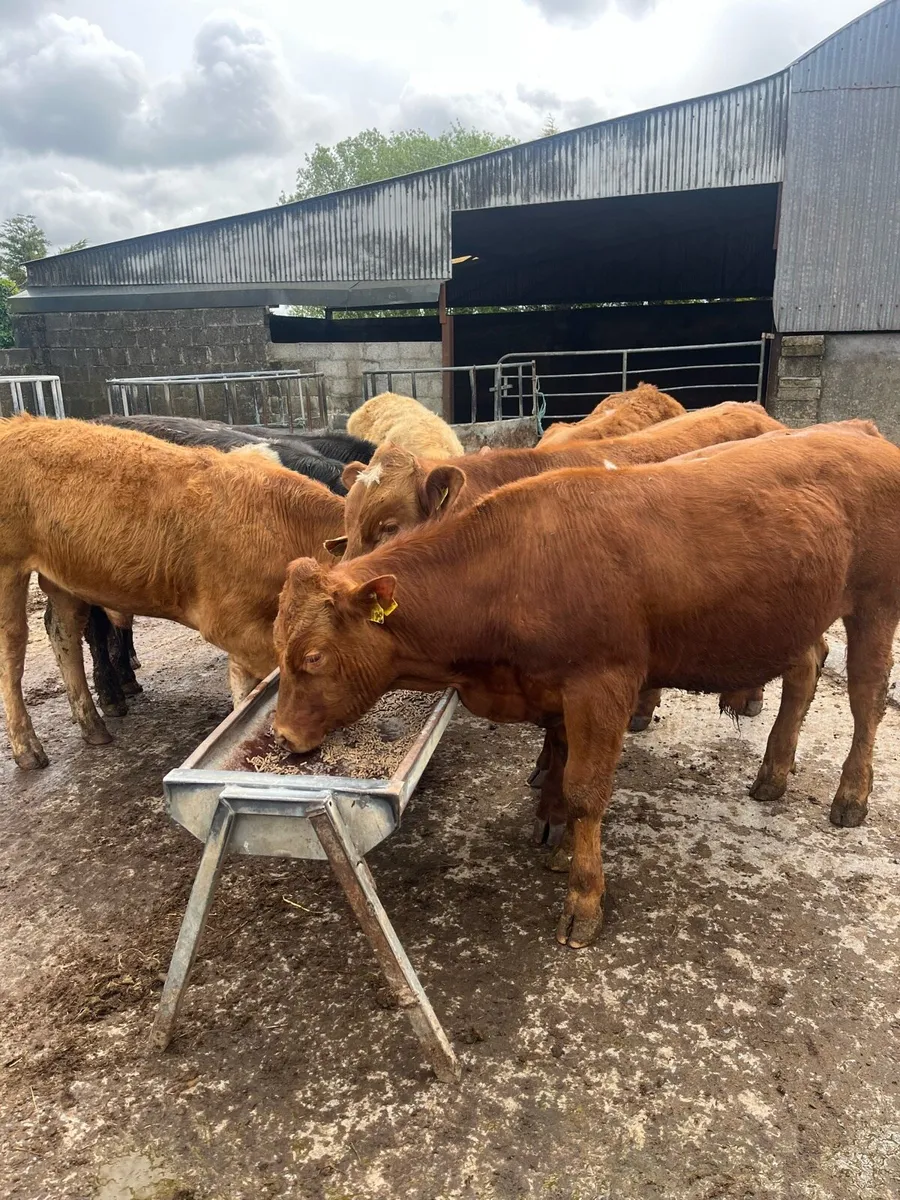 7 bullocks - Image 3