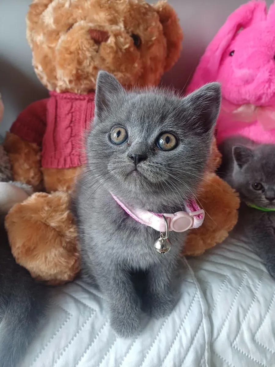 Amazing Purebred British Shorthair kittens - Image 2