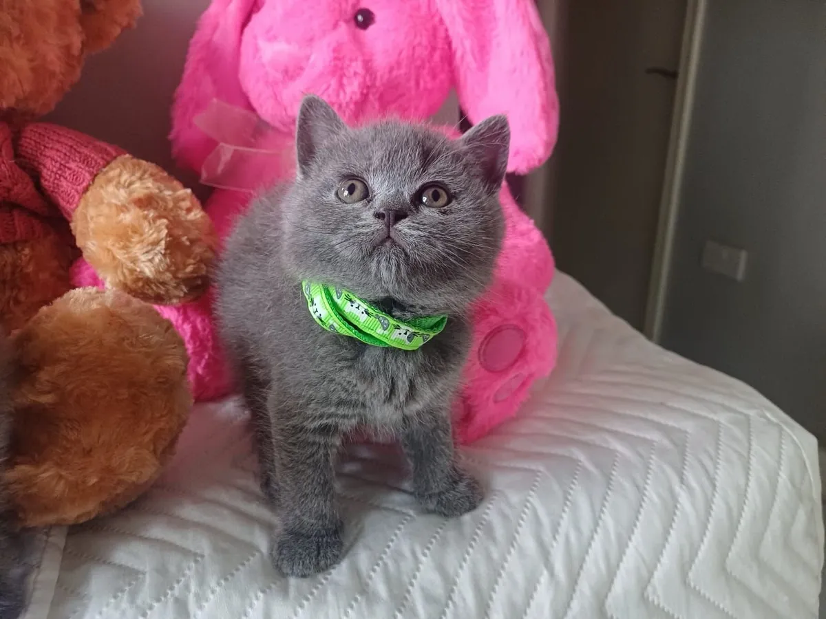 Amazing Purebred British Shorthair kittens - Image 3