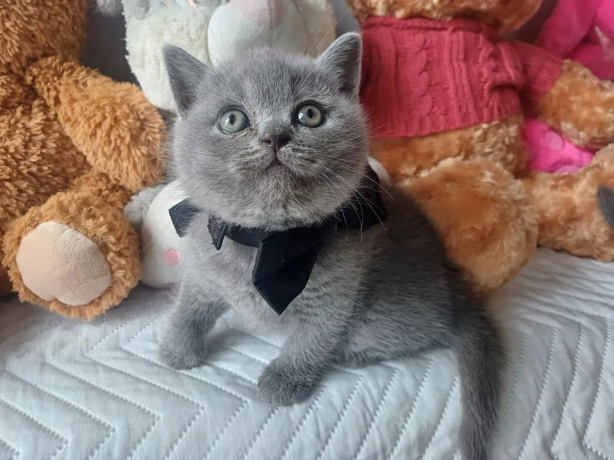 Amazing Purebred British Shorthair kittens - Image 4