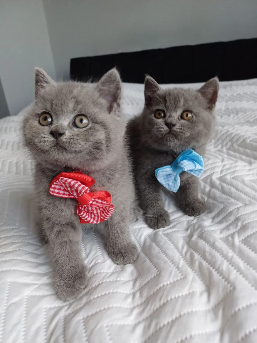 Amazing Purebred British Shorthair kittens - Image 1