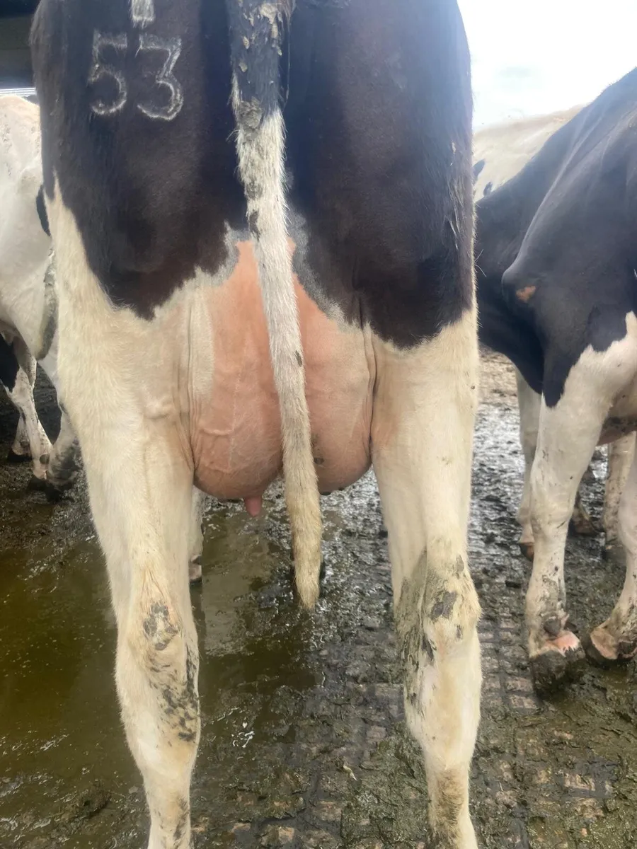 1st and 2nd calvers for sale - Image 1