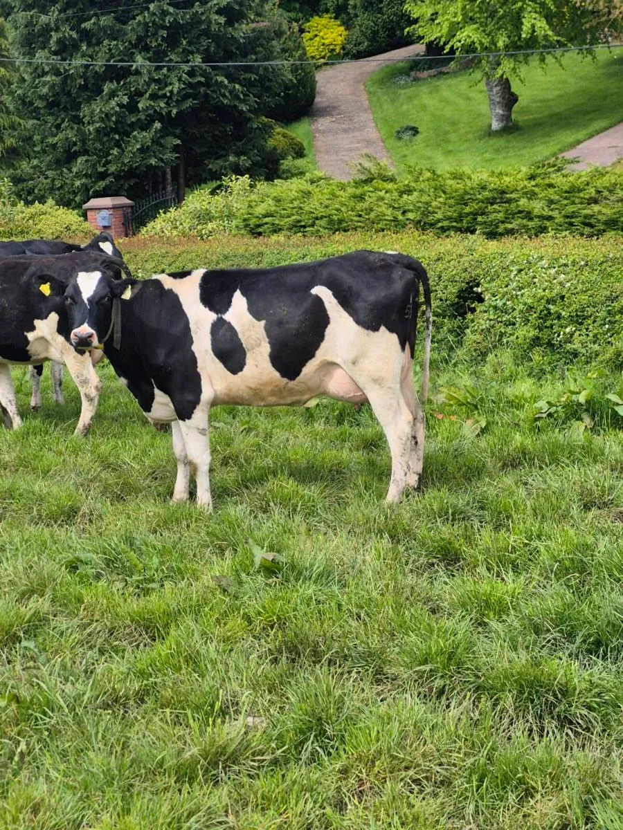 1st and 2nd calvers for sale - Image 3