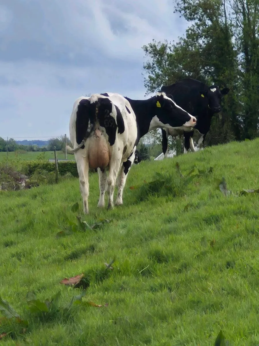 1st and 2nd calvers for sale - Image 4