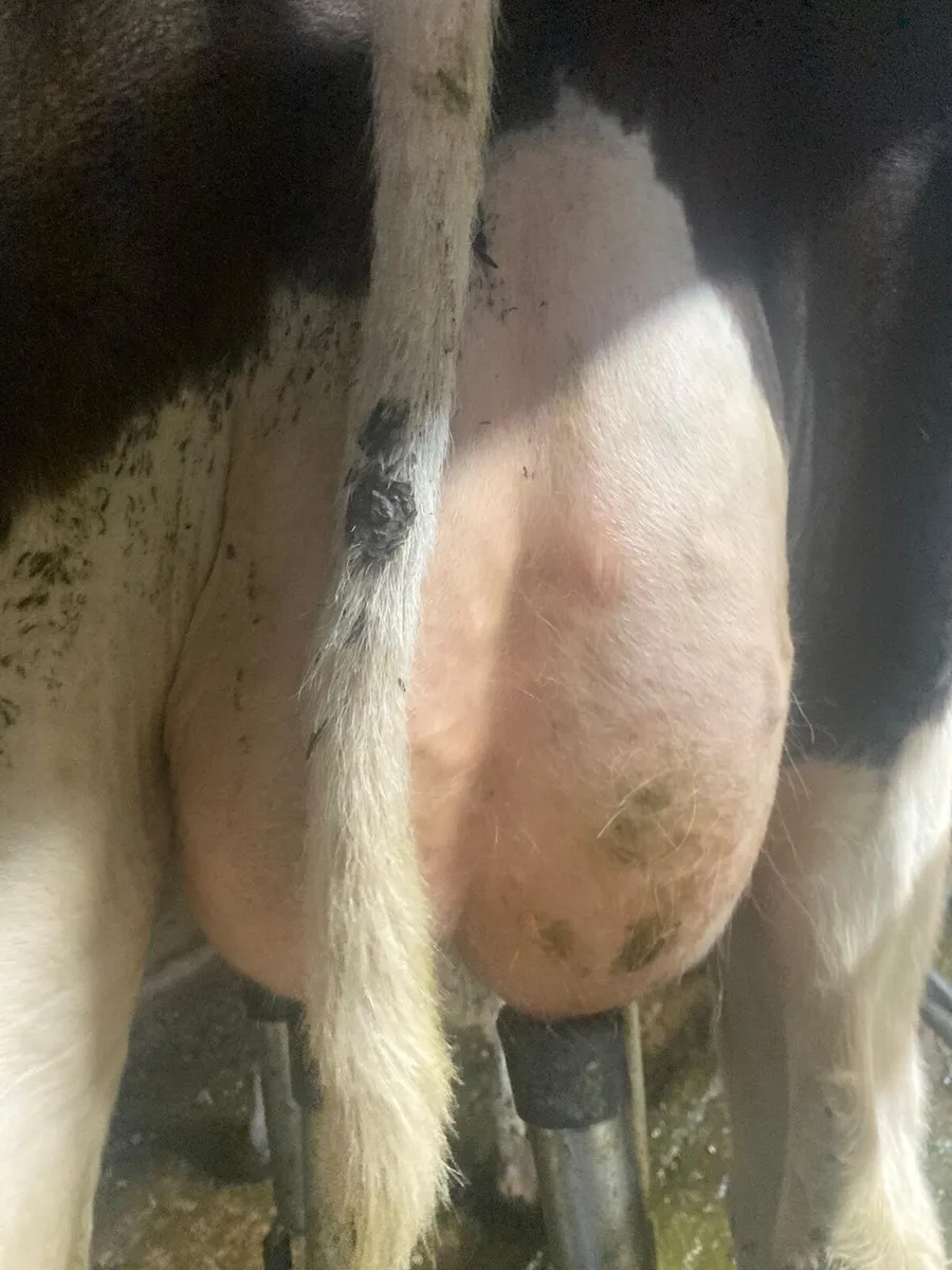 1st and 2nd calvers for sale - Image 2