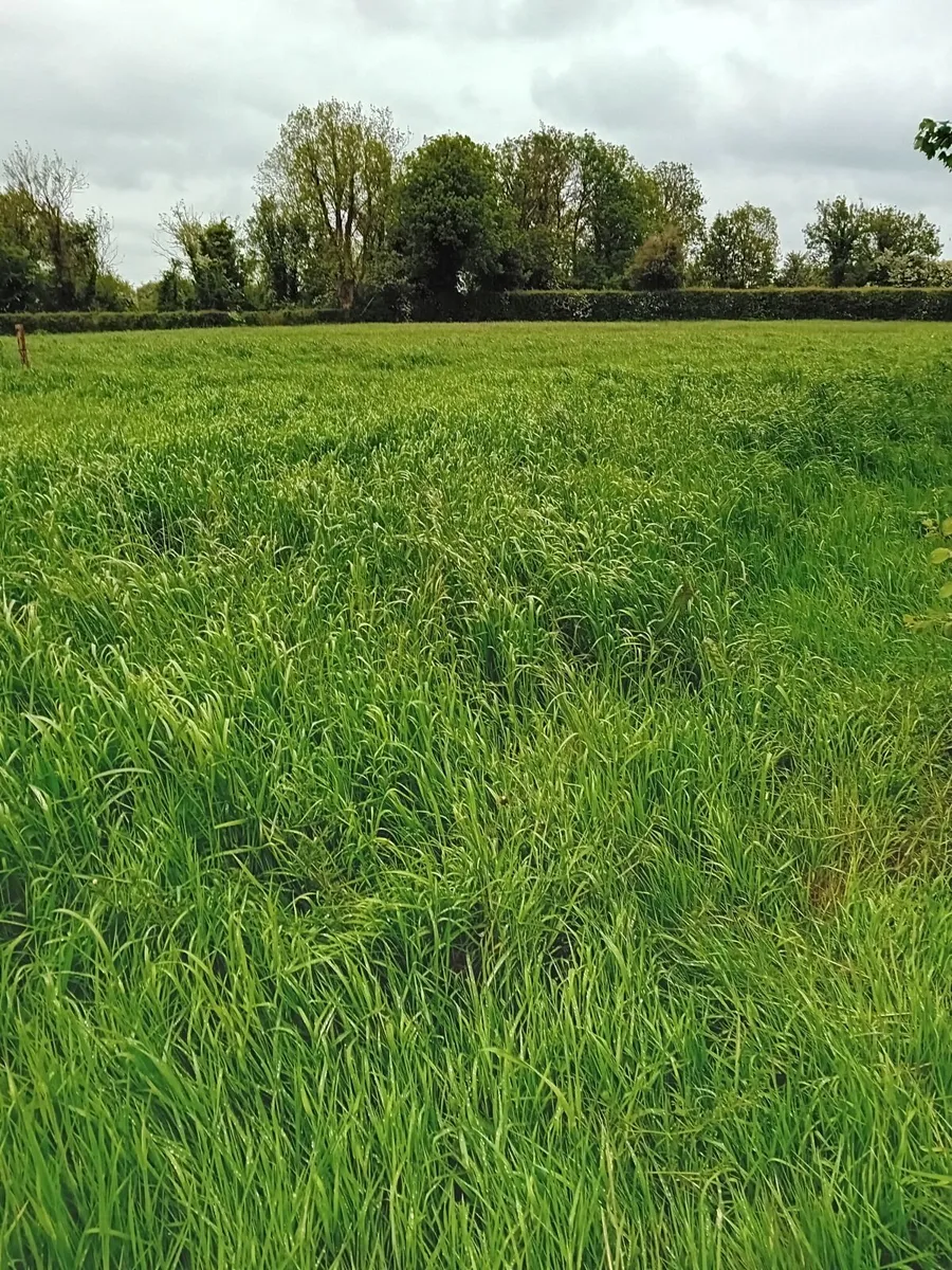 Meadow