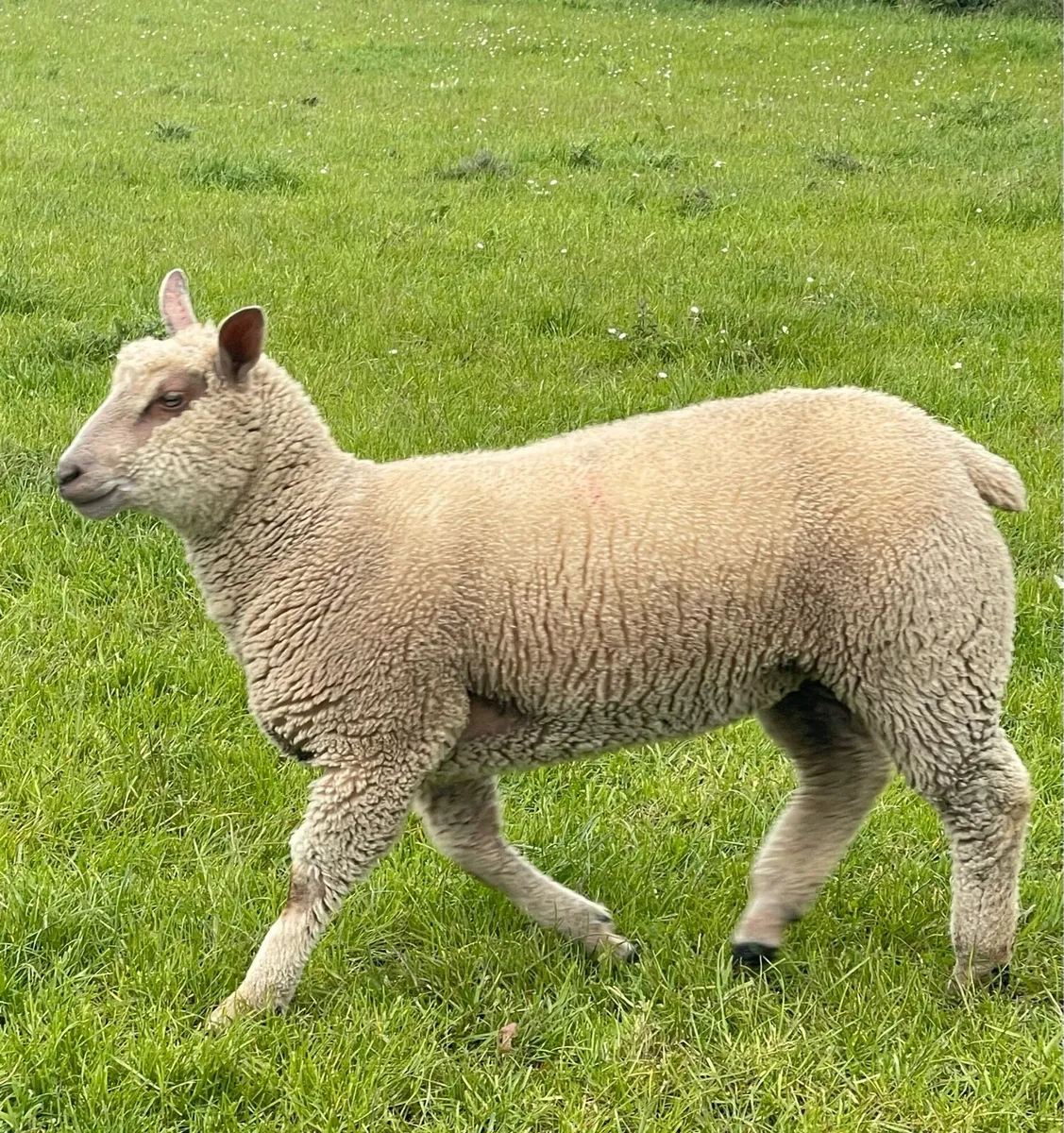 Pb Charollais ewe lambs - Image 1