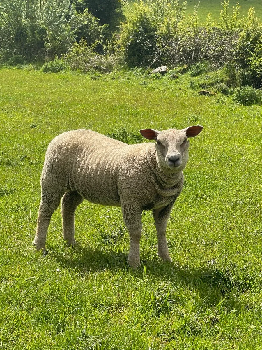 Pb Charollais ewe lambs - Image 3