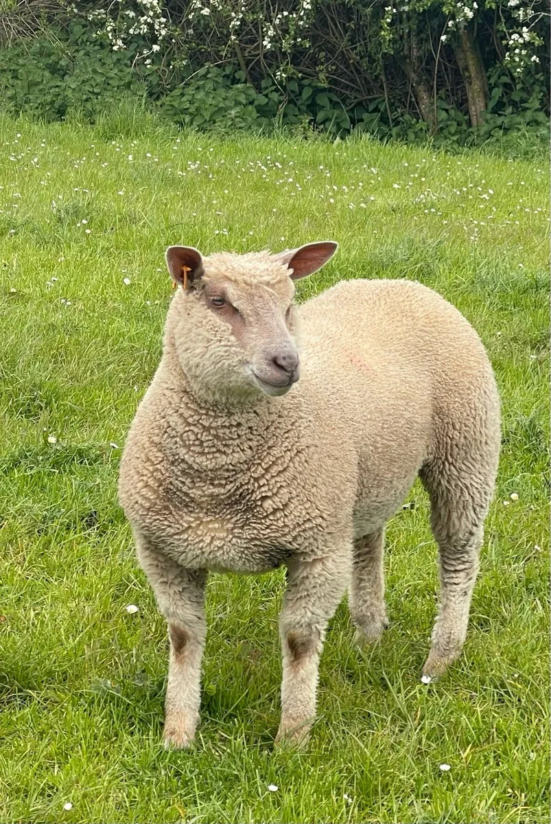 Pb Charollais ewe lambs - Image 4
