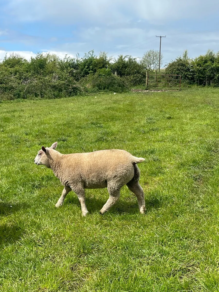 Pb Charollais ewe lambs - Image 2