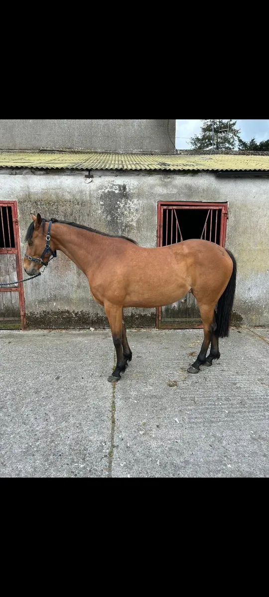 4yo filly - Image 1