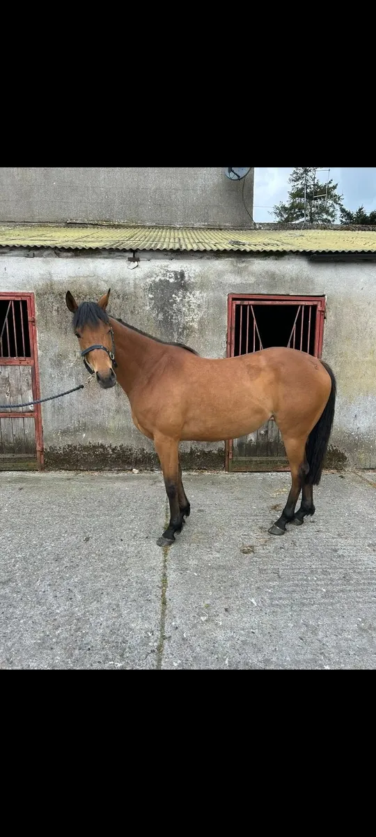 4yo filly - Image 2
