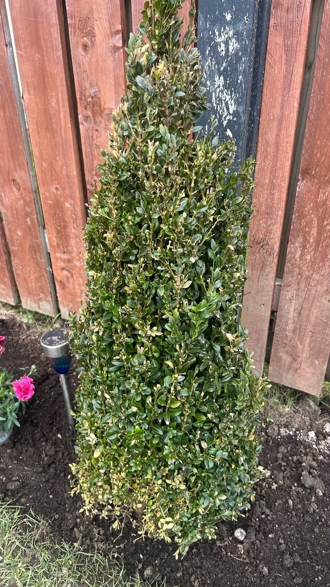 Plants - Image 4